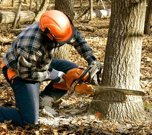 Tree Removal in Sarah, MS